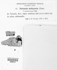 Pertusaria multipuncta image